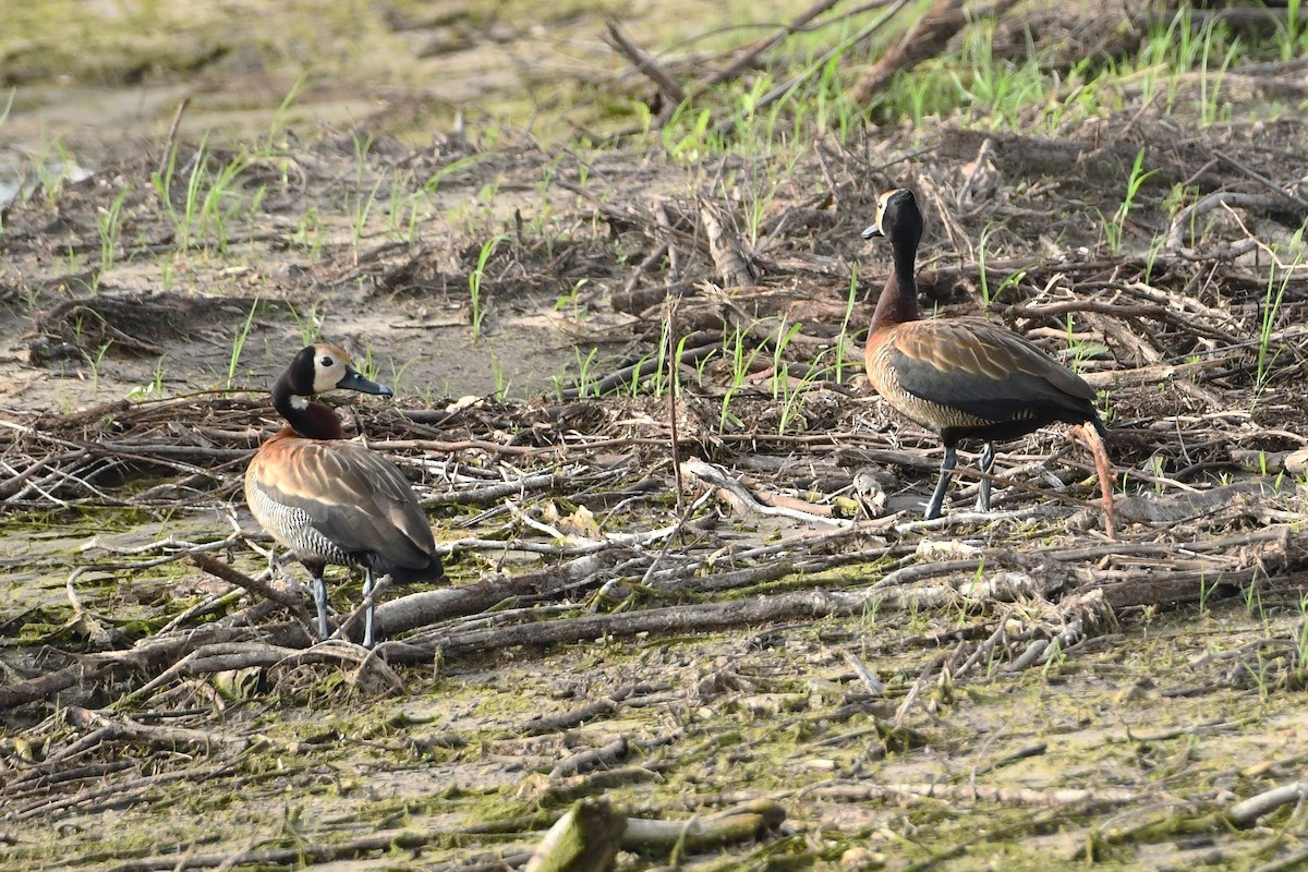 White-faced Whistling-Duck - ML641424771