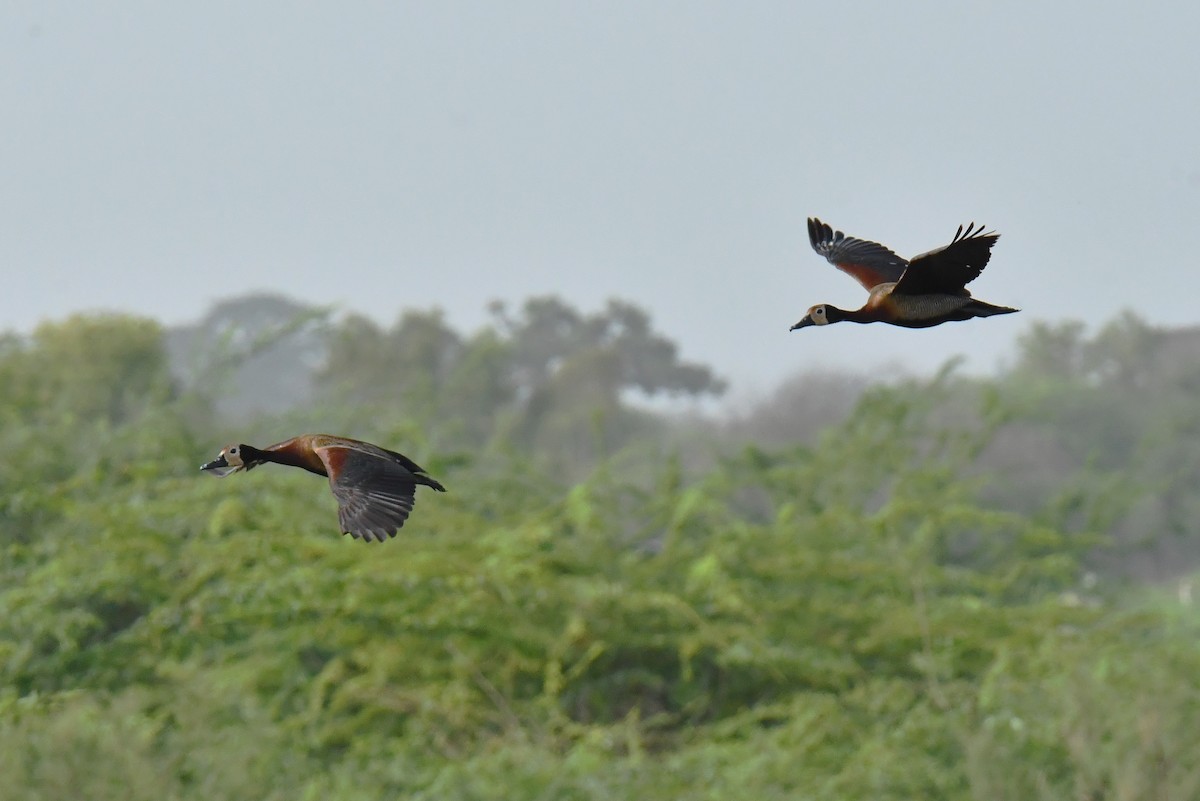 White-faced Whistling-Duck - ML641424773
