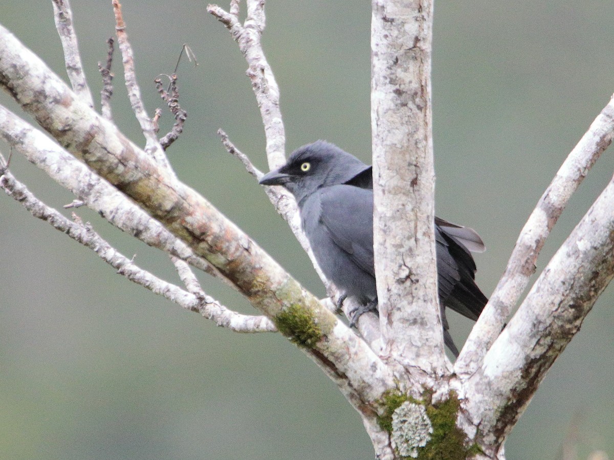 South Melanesian Cuckooshrike - ML641424775