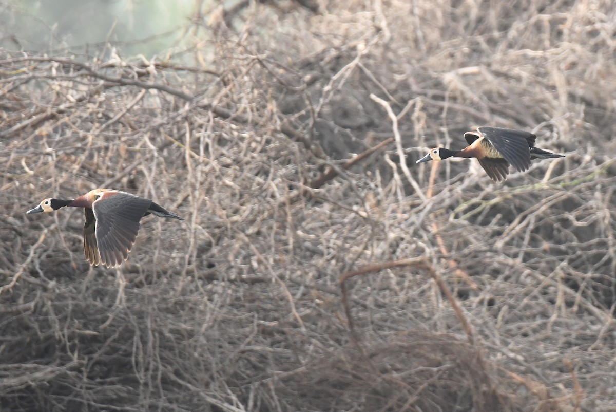 White-faced Whistling-Duck - ML641424777