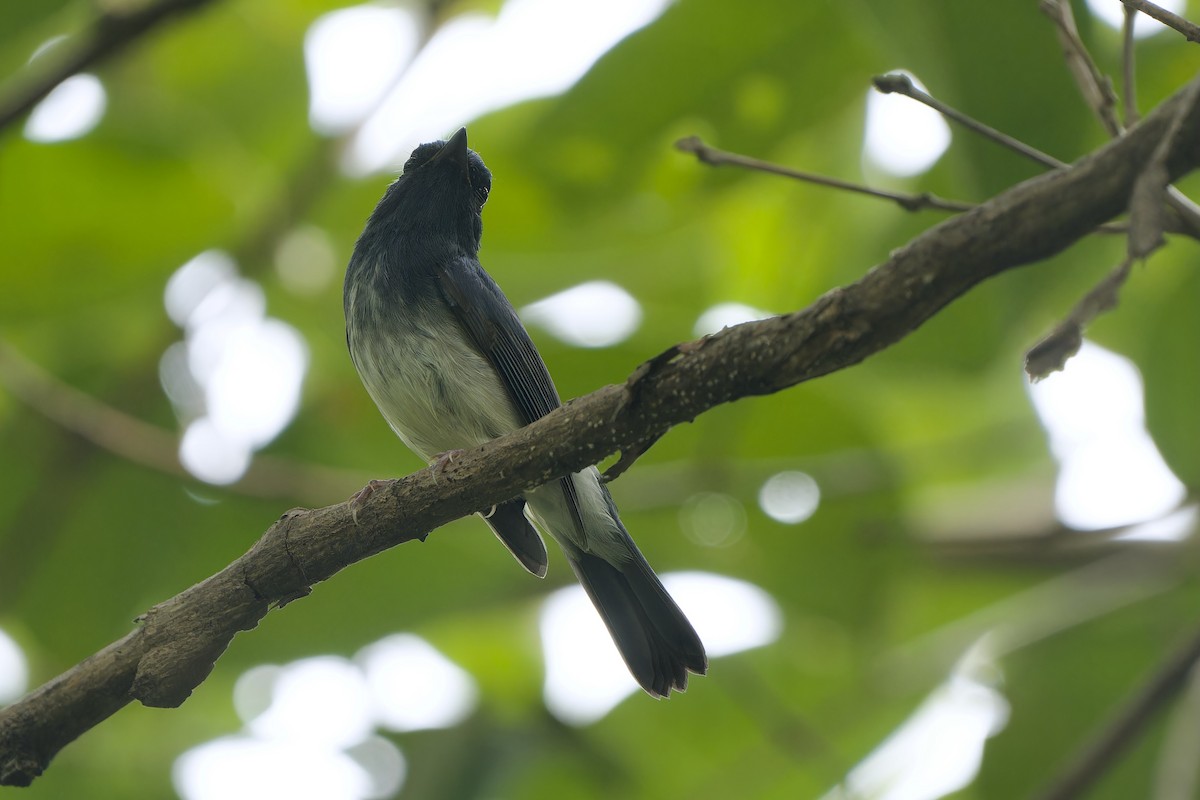 Hainan Blue Flycatcher - ML641424801