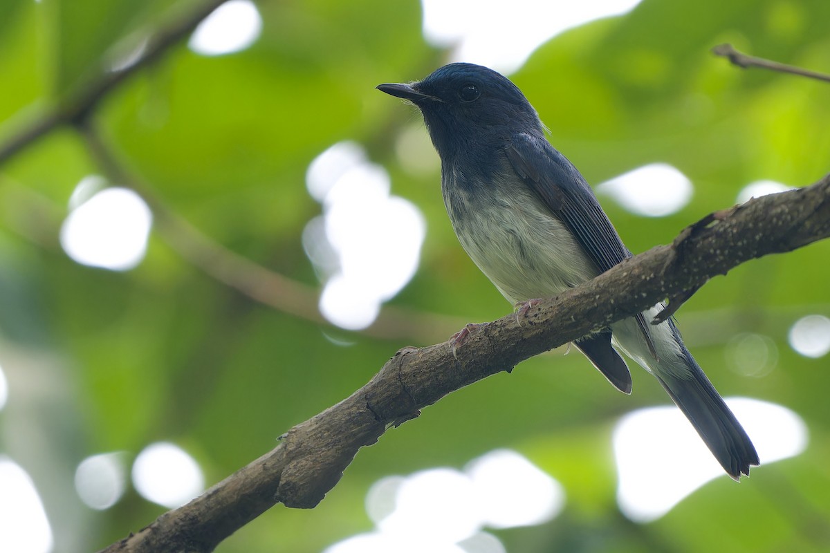 Hainan Blue Flycatcher - ML641424802