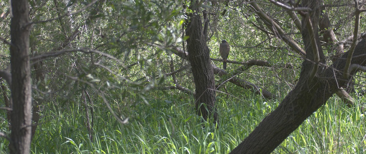 Collared Sparrowhawk - ML641424830