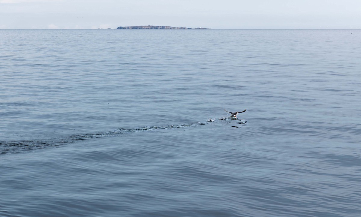 Atlantic Puffin - ML641424841