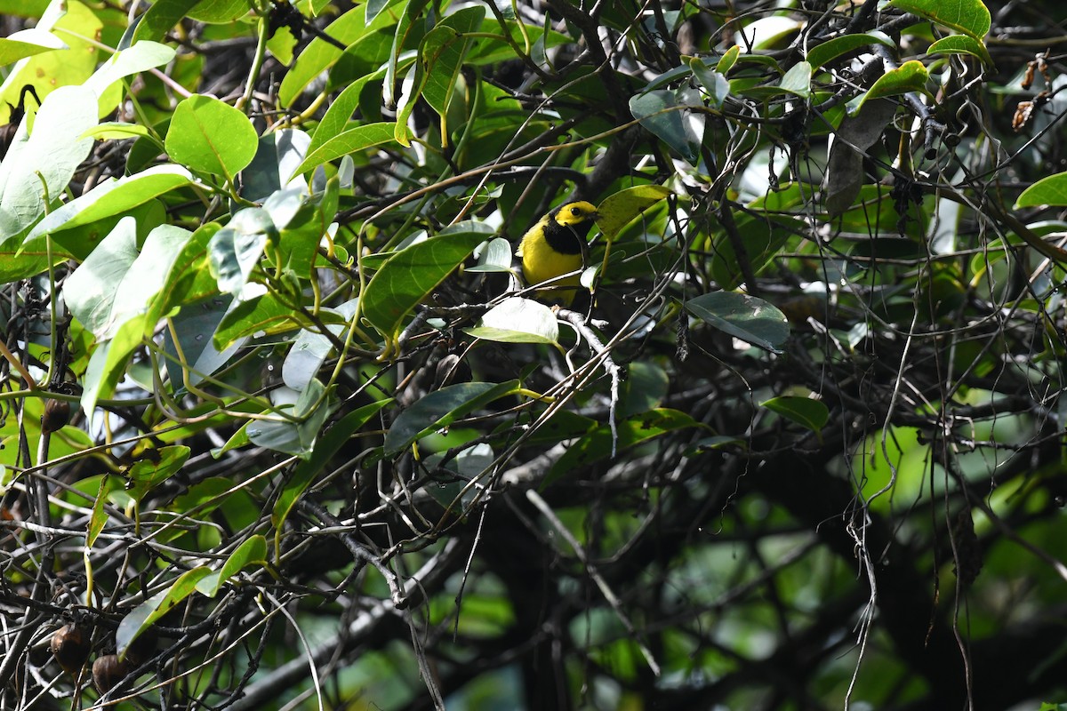 lesňáček kápový - ML641424865