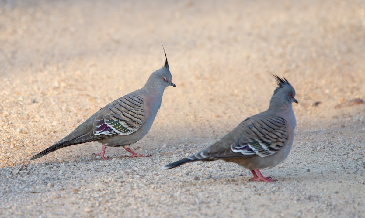 Crested Pigeon - ML641424898