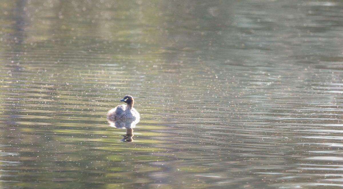 Australasian Grebe - ML641424901