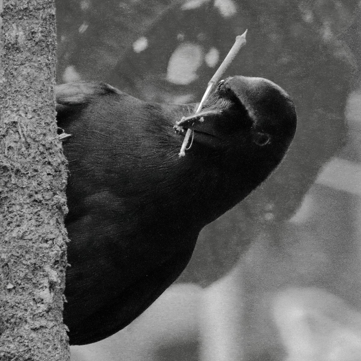 New Caledonian Crow - ML641424908