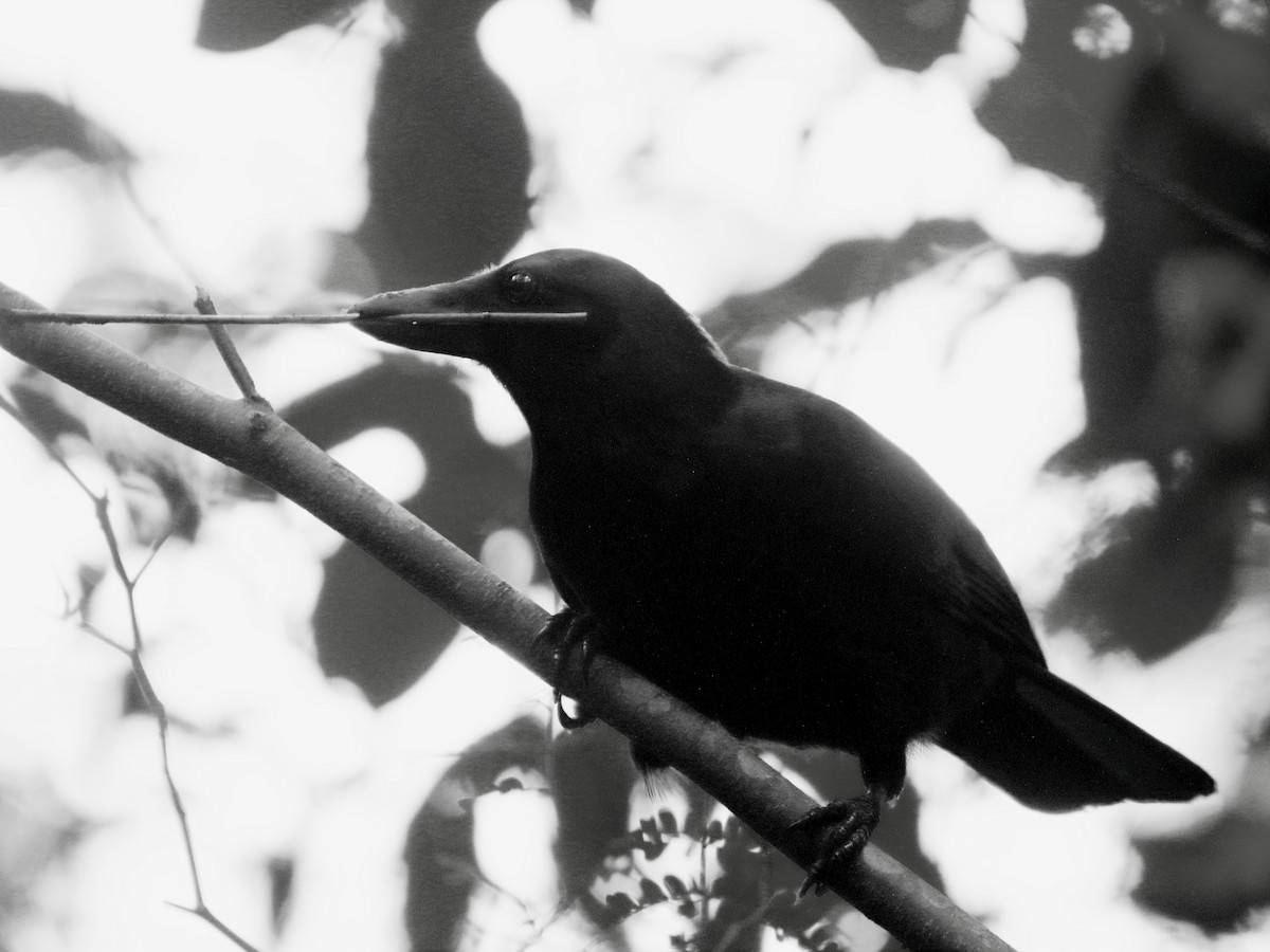 New Caledonian Crow - ML641424909