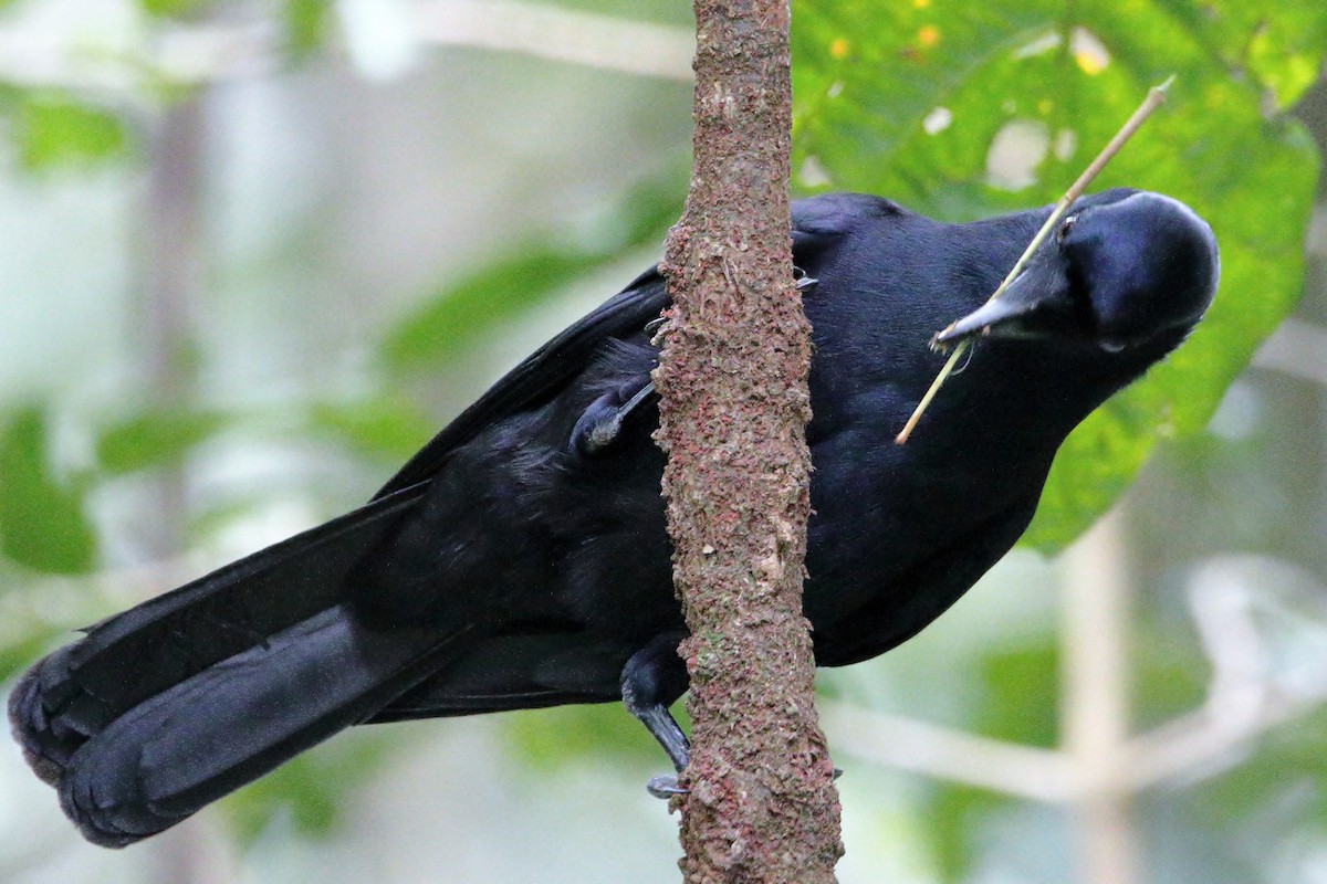 New Caledonian Crow - ML641424911