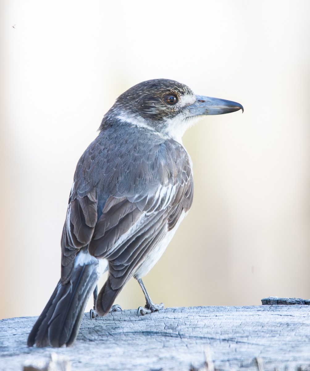 Gray Butcherbird - ML641424920
