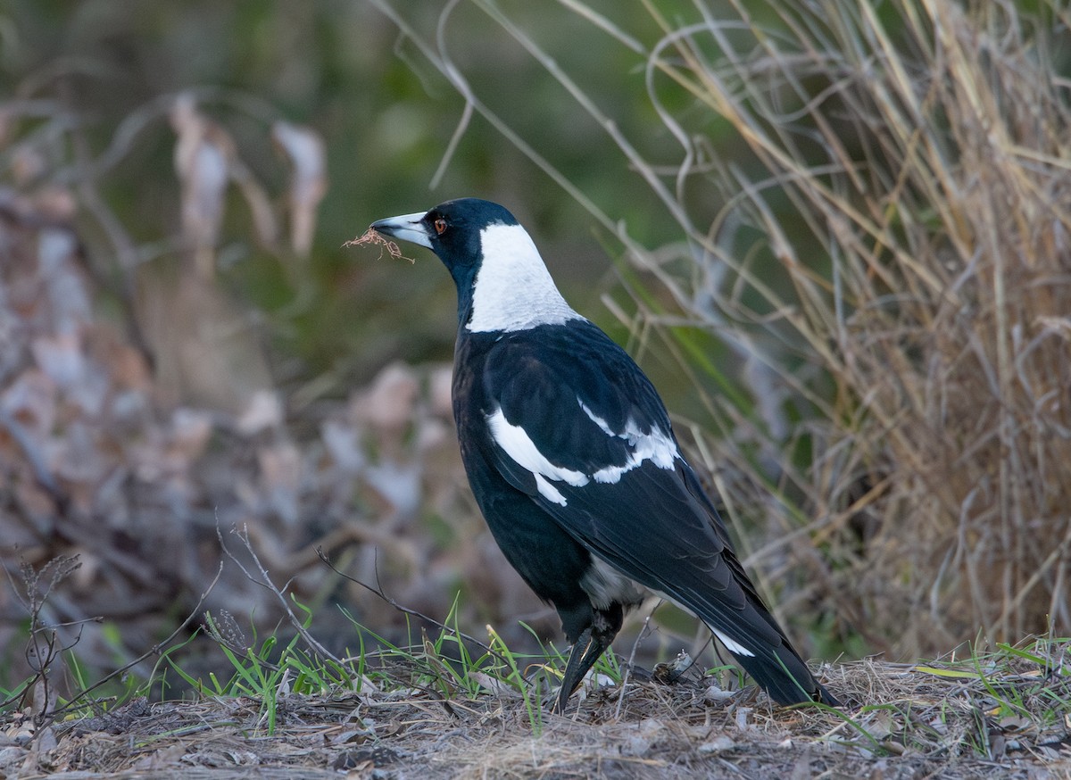 Australian Magpie - ML641424931