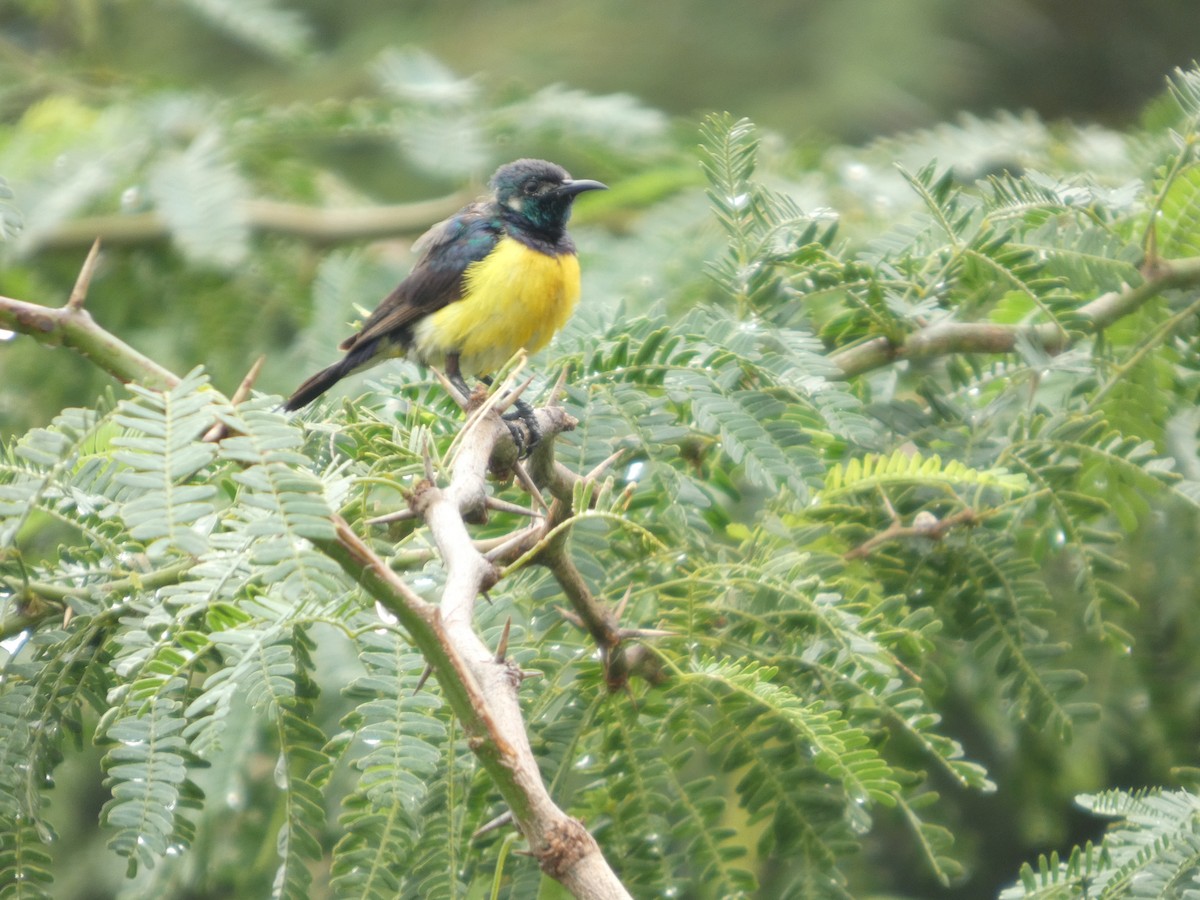 Erznektarvogel - ML641424933