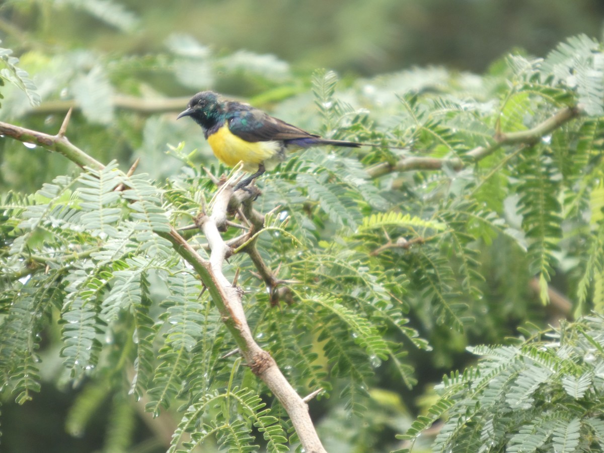 Erznektarvogel - ML641424934