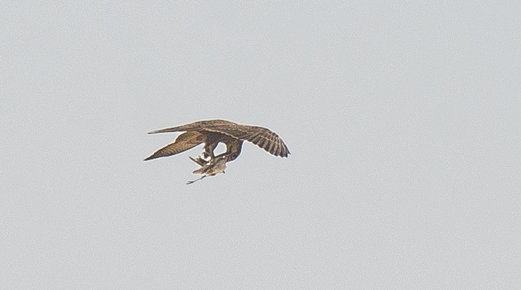 Falco laggar - ML641424941