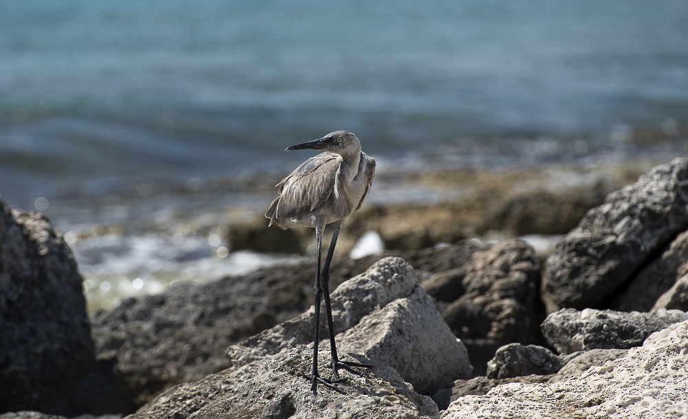 Reddish Egret - ML641424956