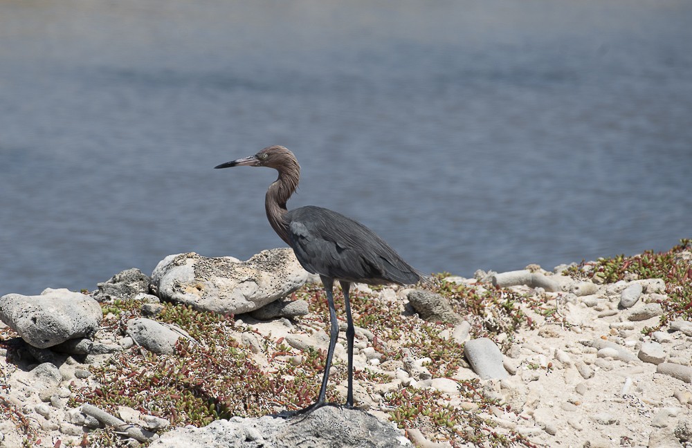 Reddish Egret - ML641424957