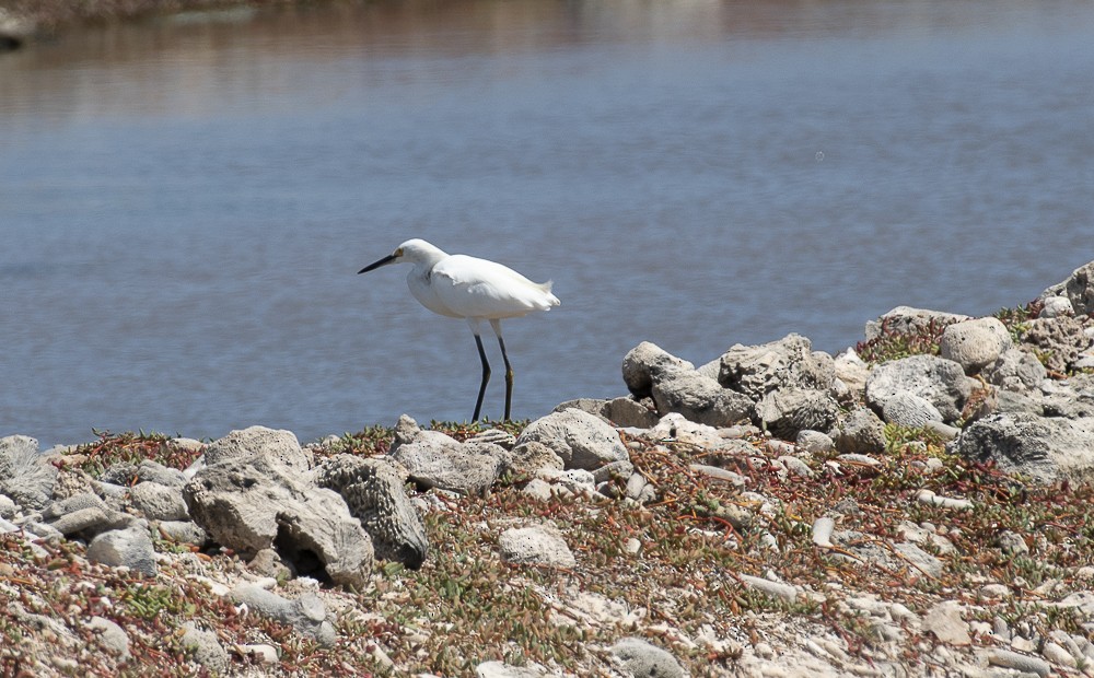 Snowy Egret - ML641424958