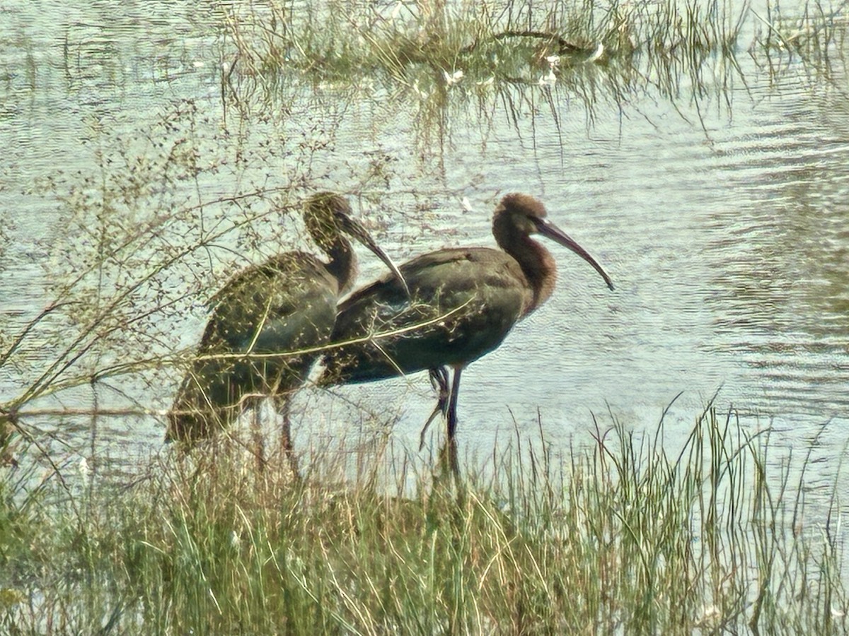 Glossy Ibis - ML641425003