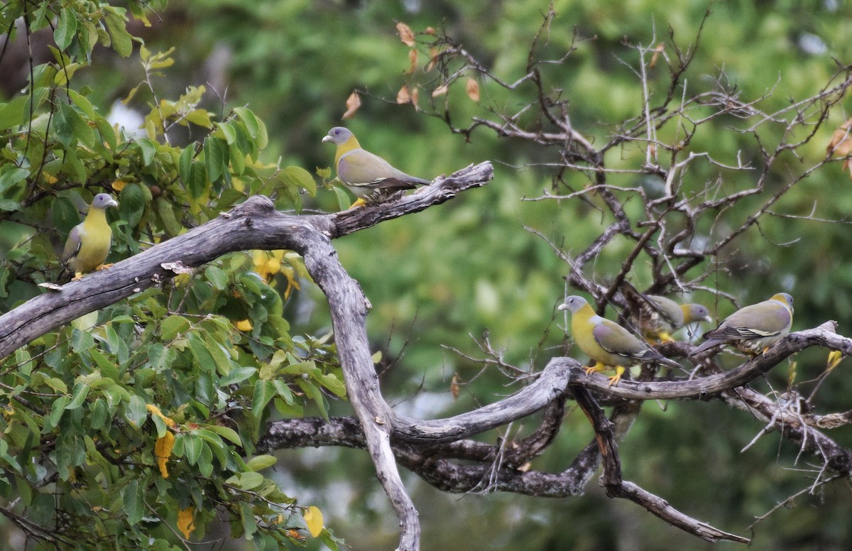 Yellow-footed Green-Pigeon - ML641425146