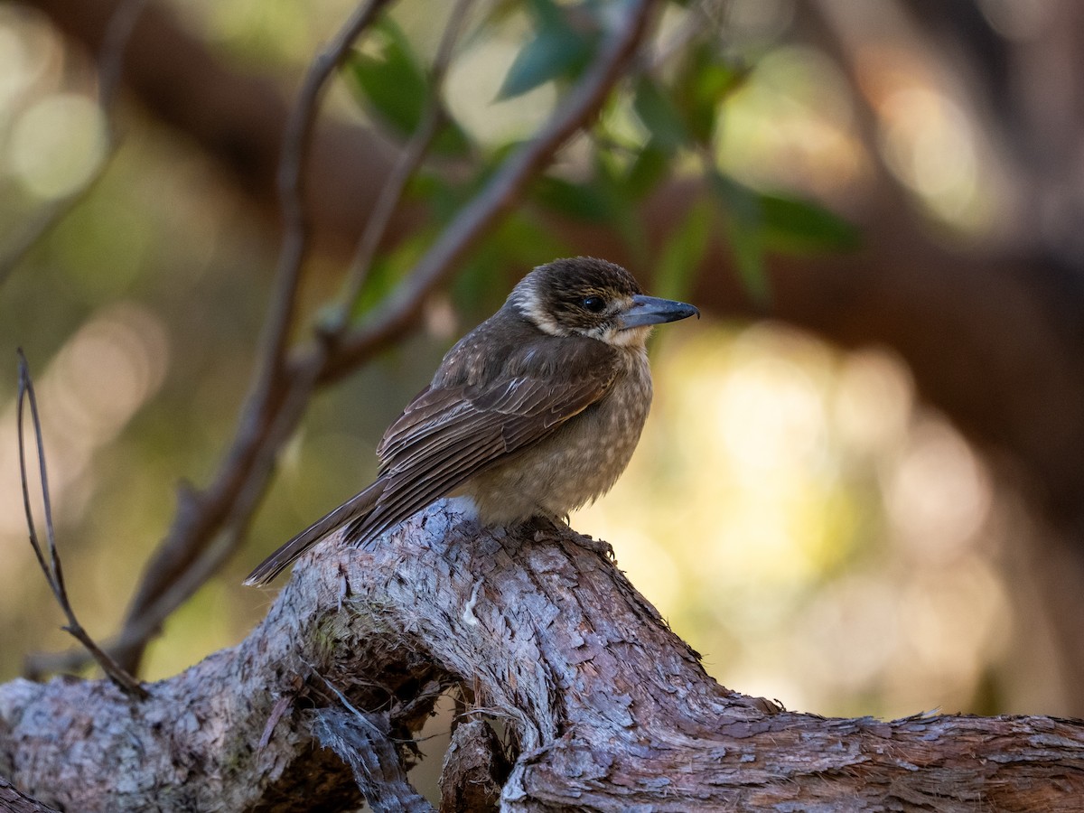 Gray Butcherbird - ML641425154