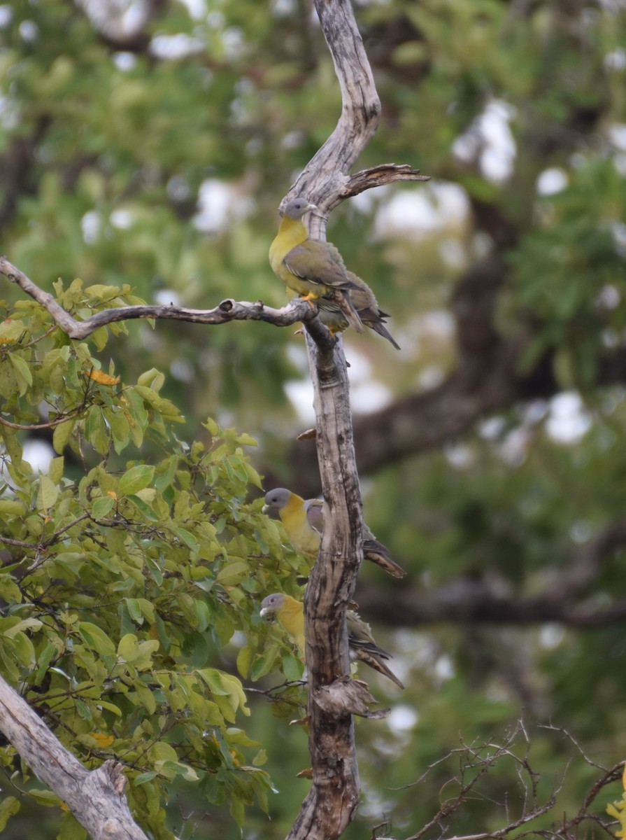 Yellow-footed Green-Pigeon - ML641425155