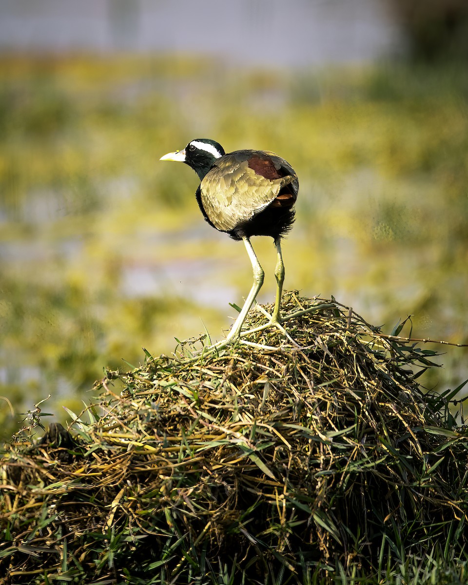 Bronze-winged Jacana - ML641425171