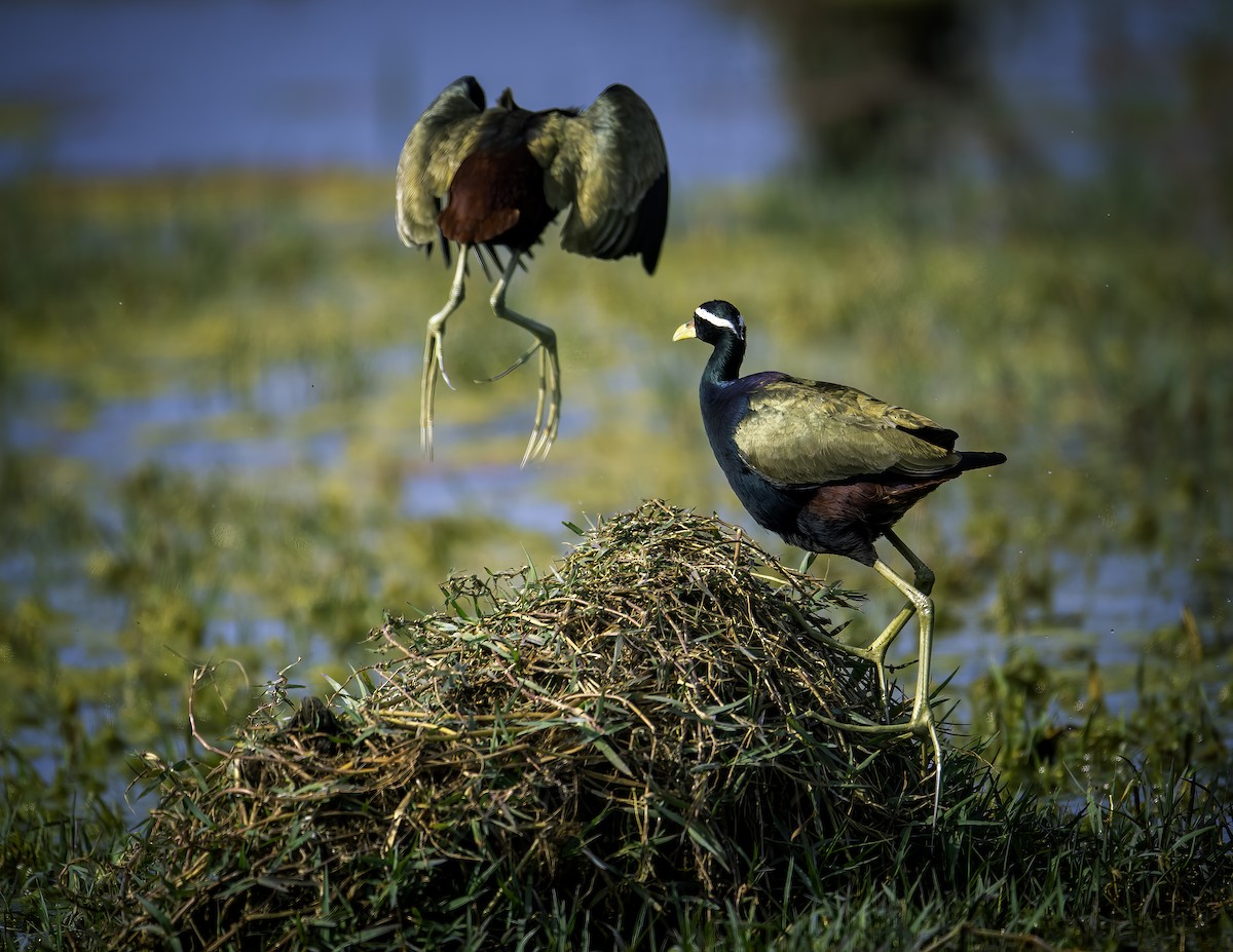 Bronze-winged Jacana - ML641425172