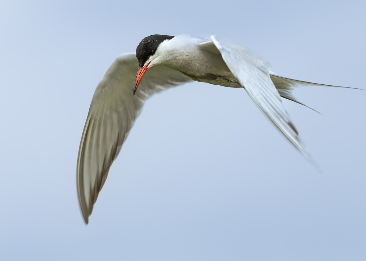 Common Tern (hirundo/tibetana) - ML641425207