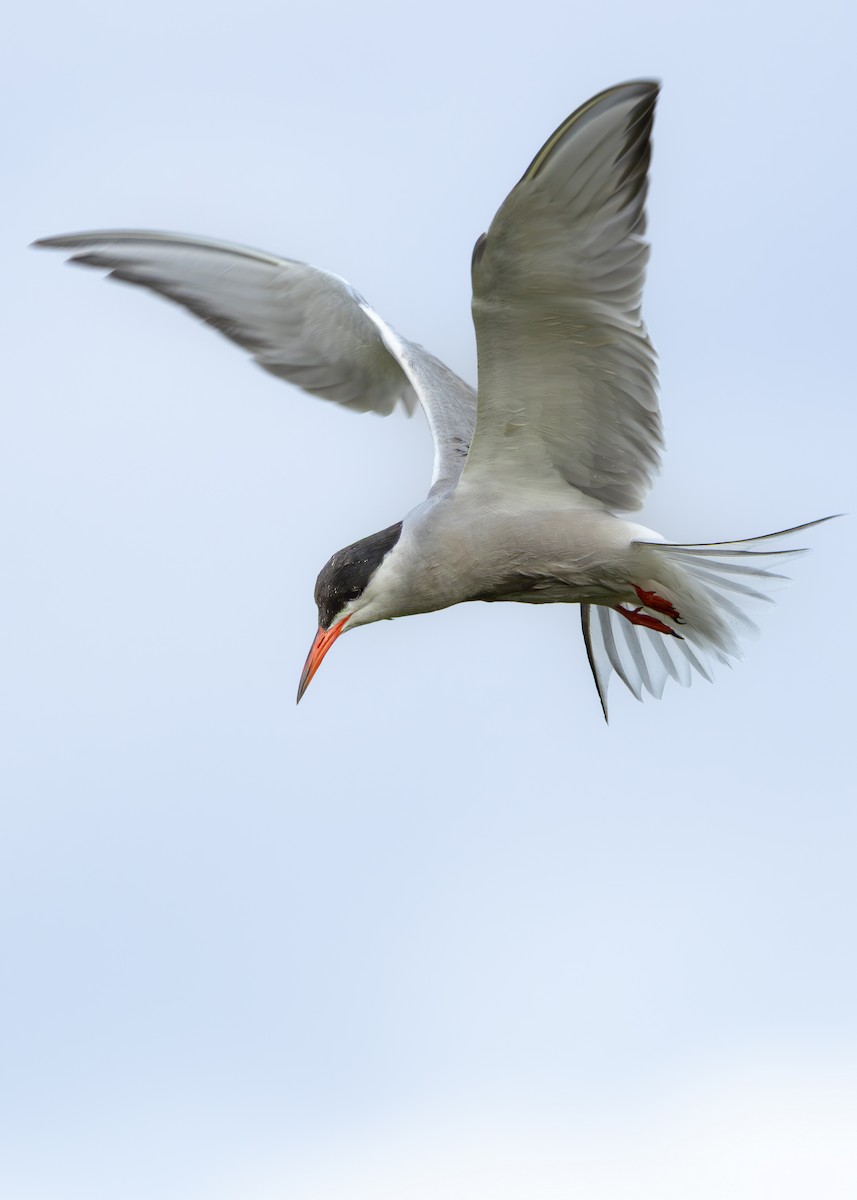 Common Tern (hirundo/tibetana) - ML641425208