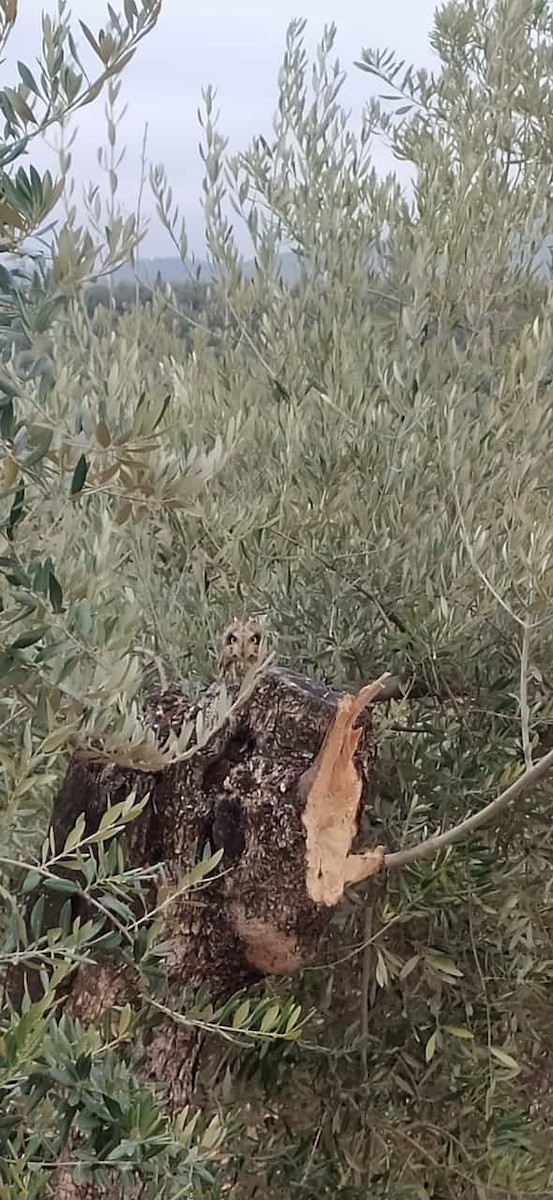 Short-eared Owl - ML641425214
