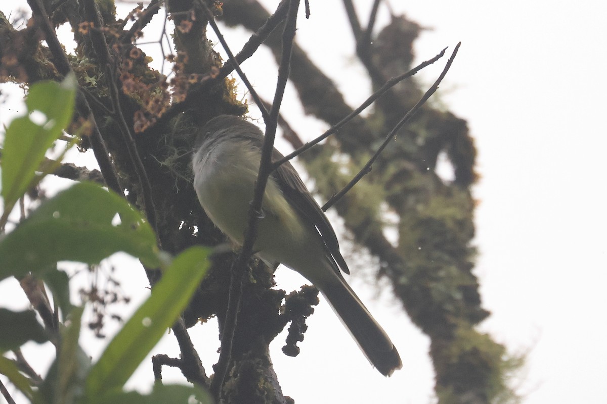 Pale-edged Flycatcher - ML641425224