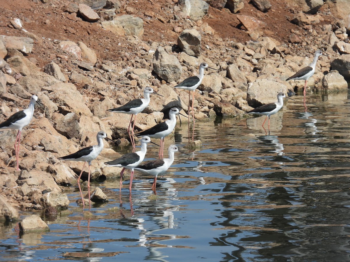 Black-winged Stilt - ML641425225