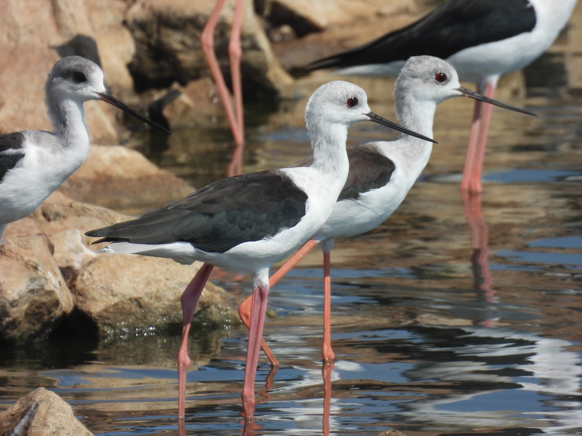 Black-winged Stilt - ML641425226