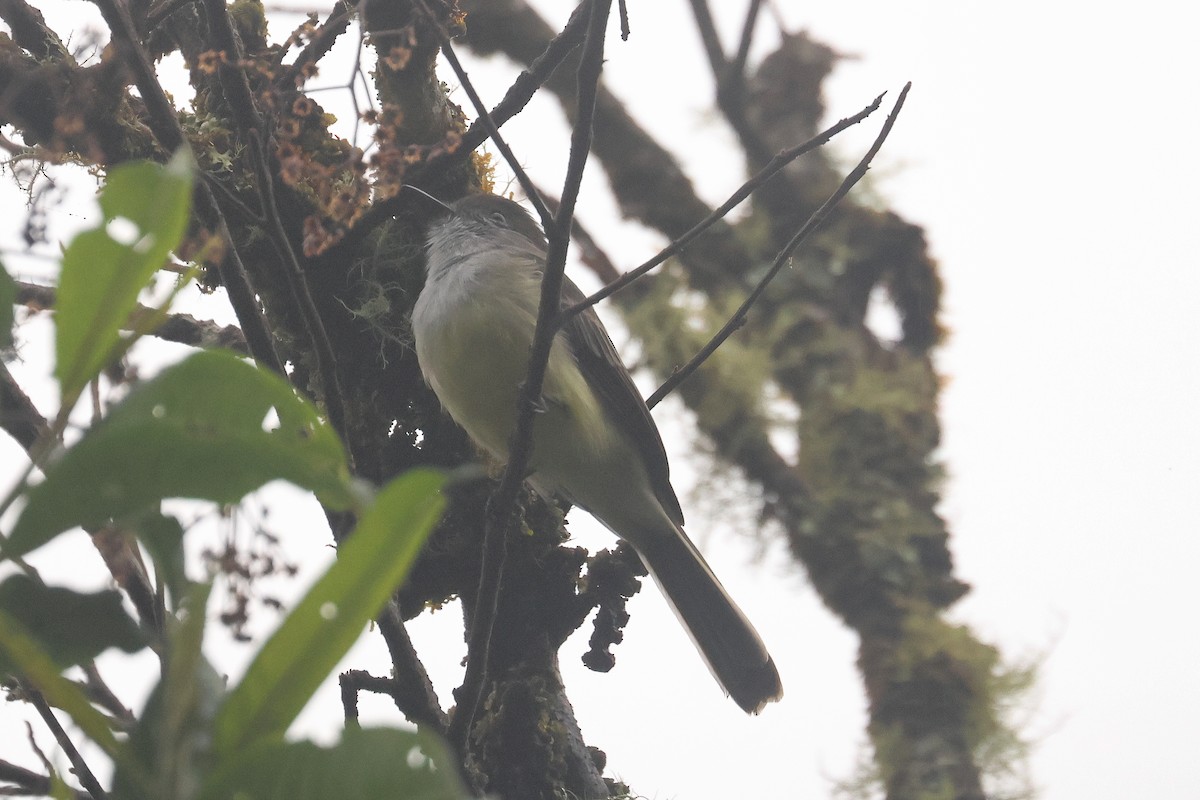 Pale-edged Flycatcher - ML641425227