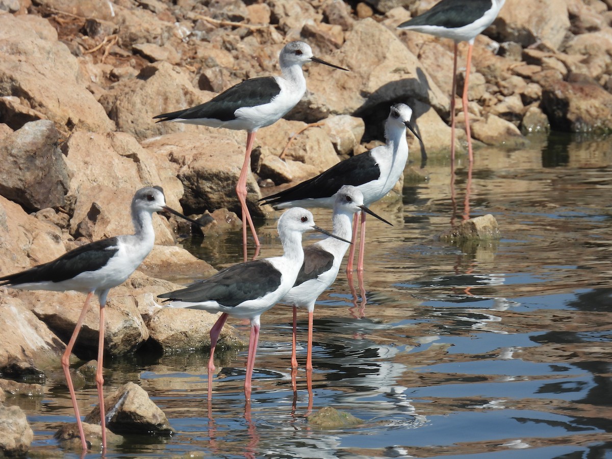Black-winged Stilt - ML641425228