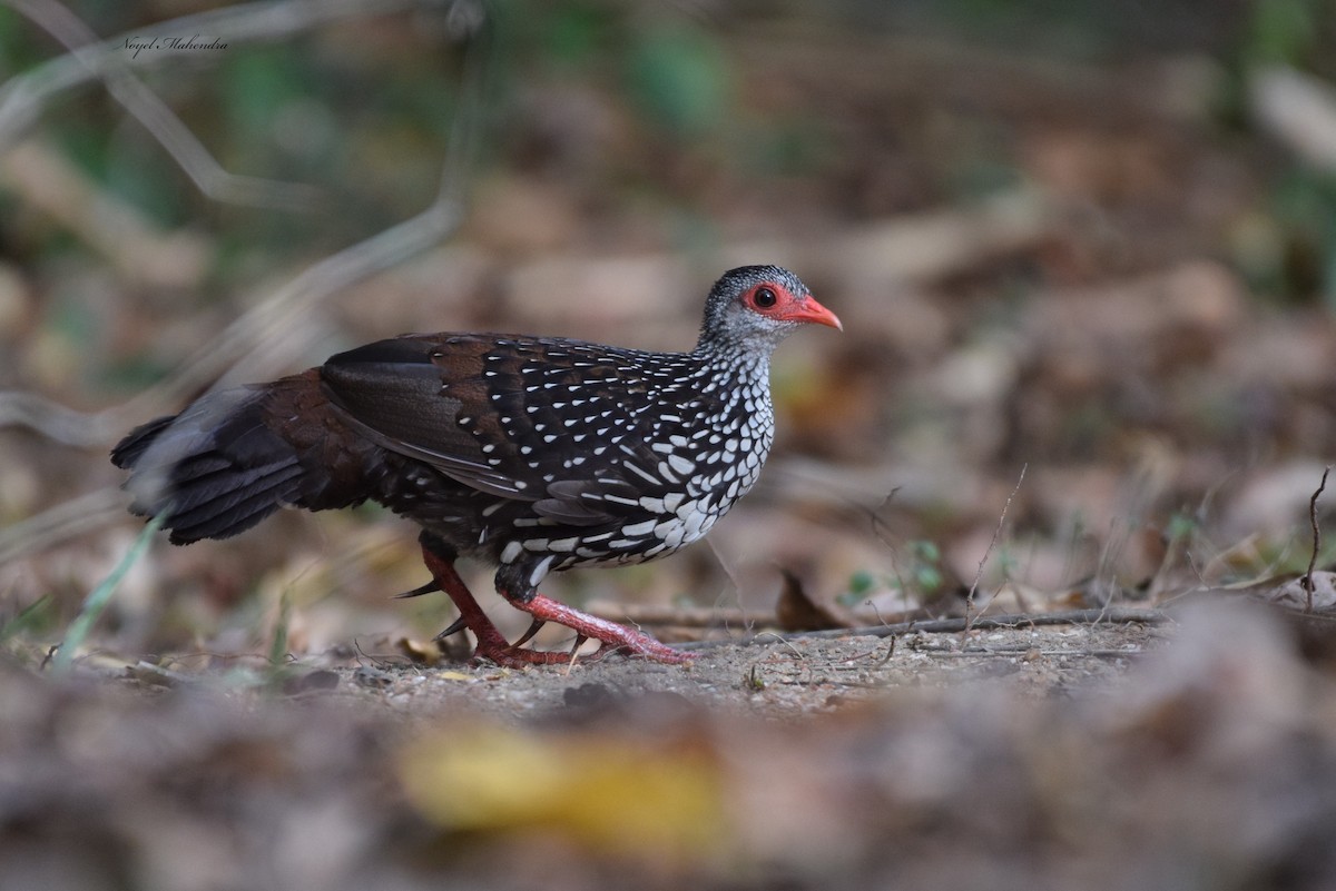 Sri Lanka Spurfowl - ML641425265