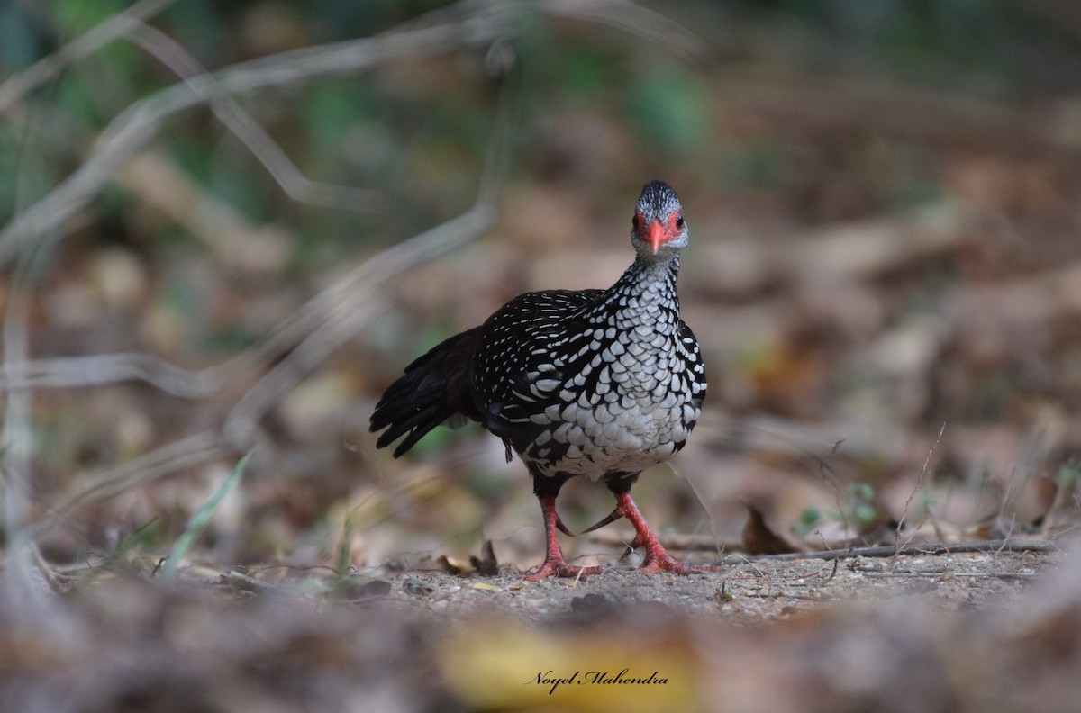 Sri Lanka Spurfowl - ML641425266