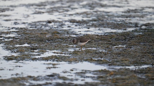 Einsiedelwasserläufer - ML641425359