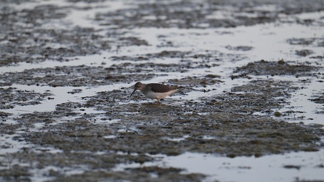 Einsiedelwasserläufer - ML641425360