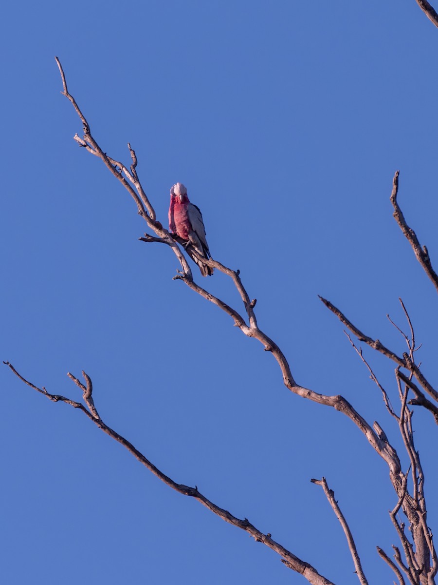モモイロインコ - ML641425391