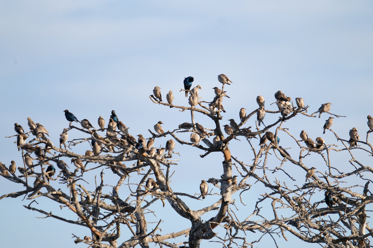 Wattled Starling - ML641425412