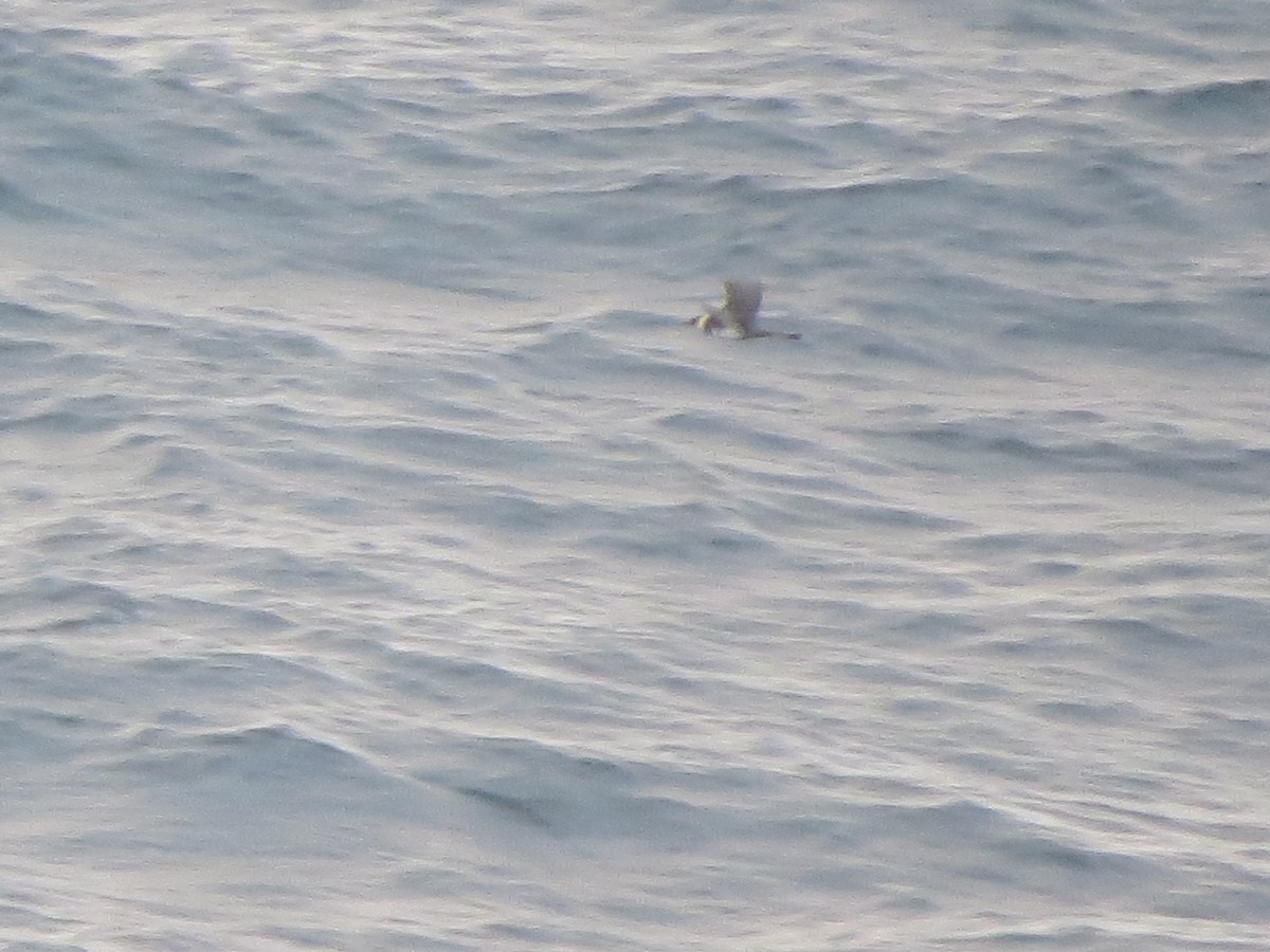 中賊鷗 - ML641425419