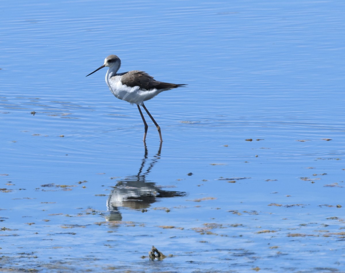 Black-winged Stilt - ML641425494