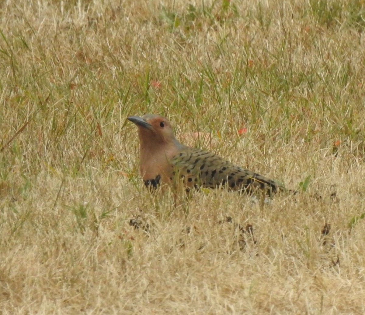 Northern Flicker - ML641425500