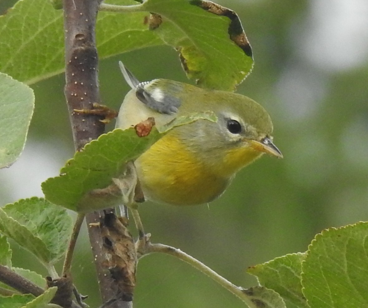 Northern Parula - ML641425506