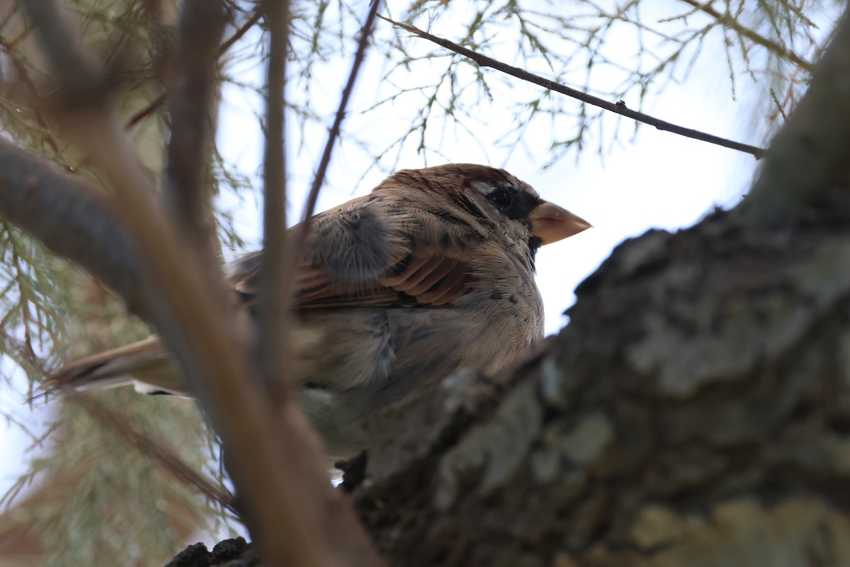 Spanish Sparrow - ML641425509