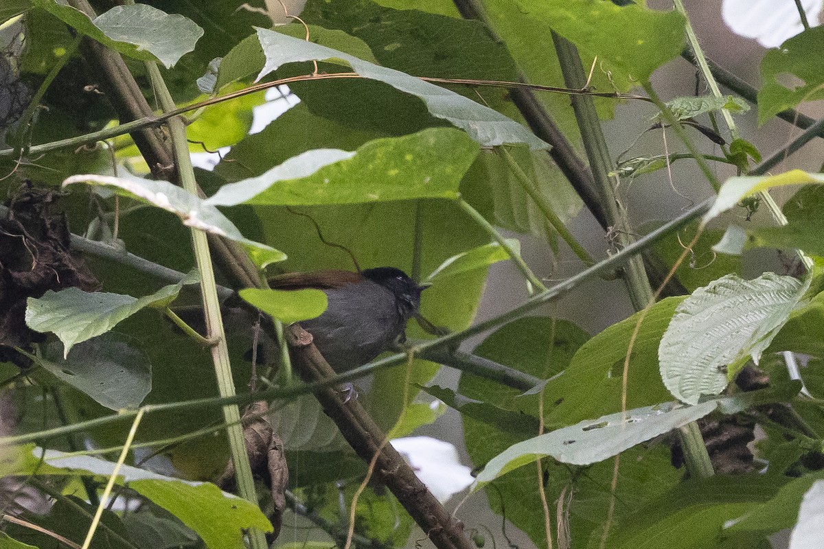 Rwenzori Hill Babbler - ML641425511