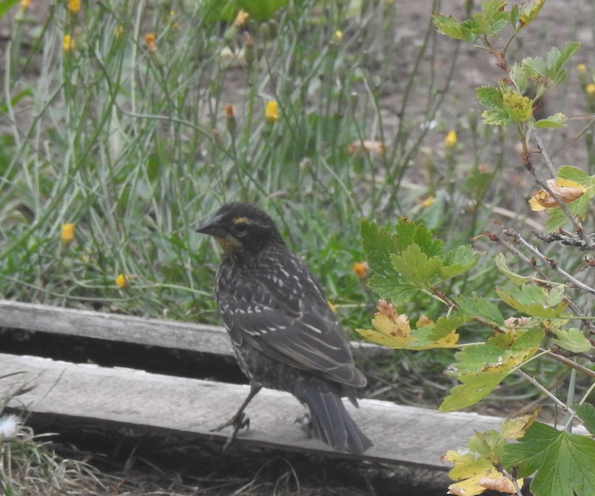 Red-winged Blackbird - ML641425513