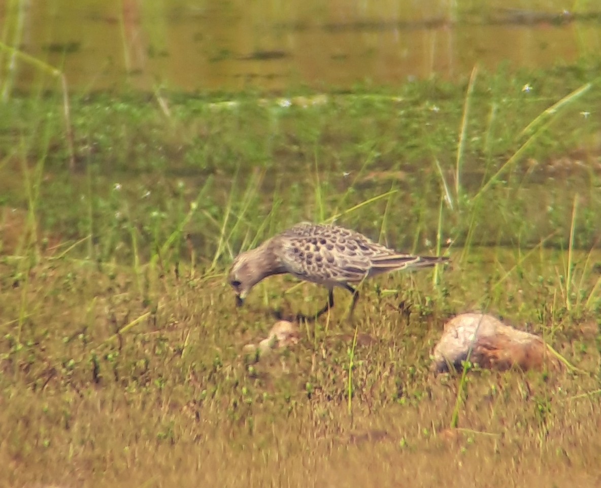 Baird's Sandpiper - ML641425552
